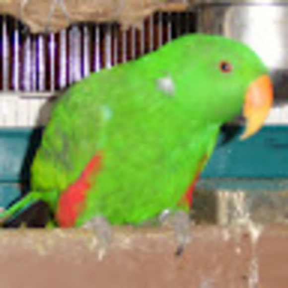 altajaguar